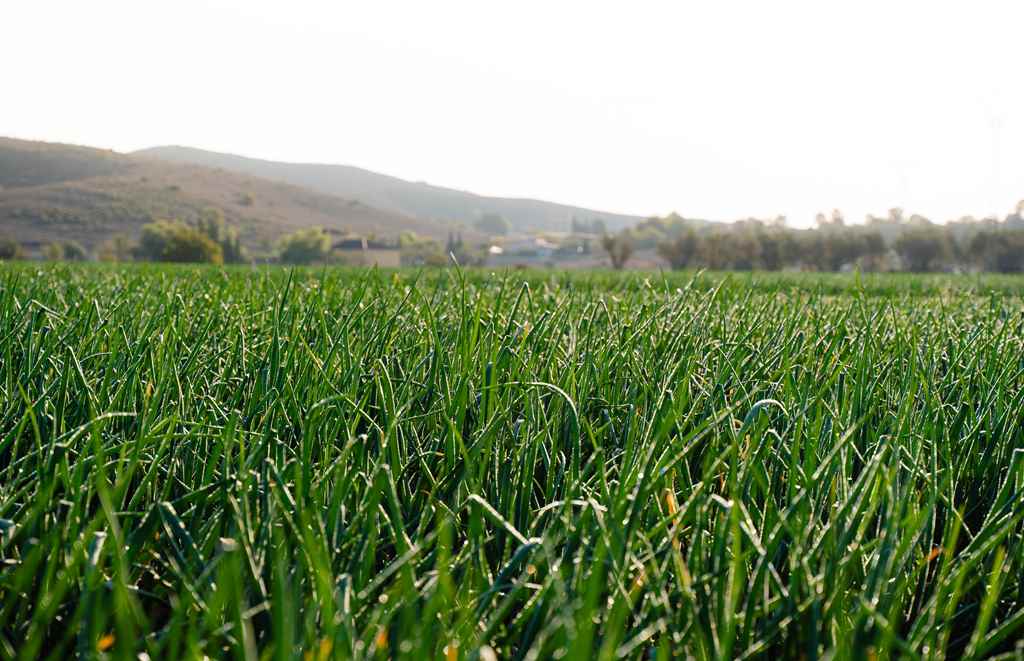 dsc02110 copy.jpg