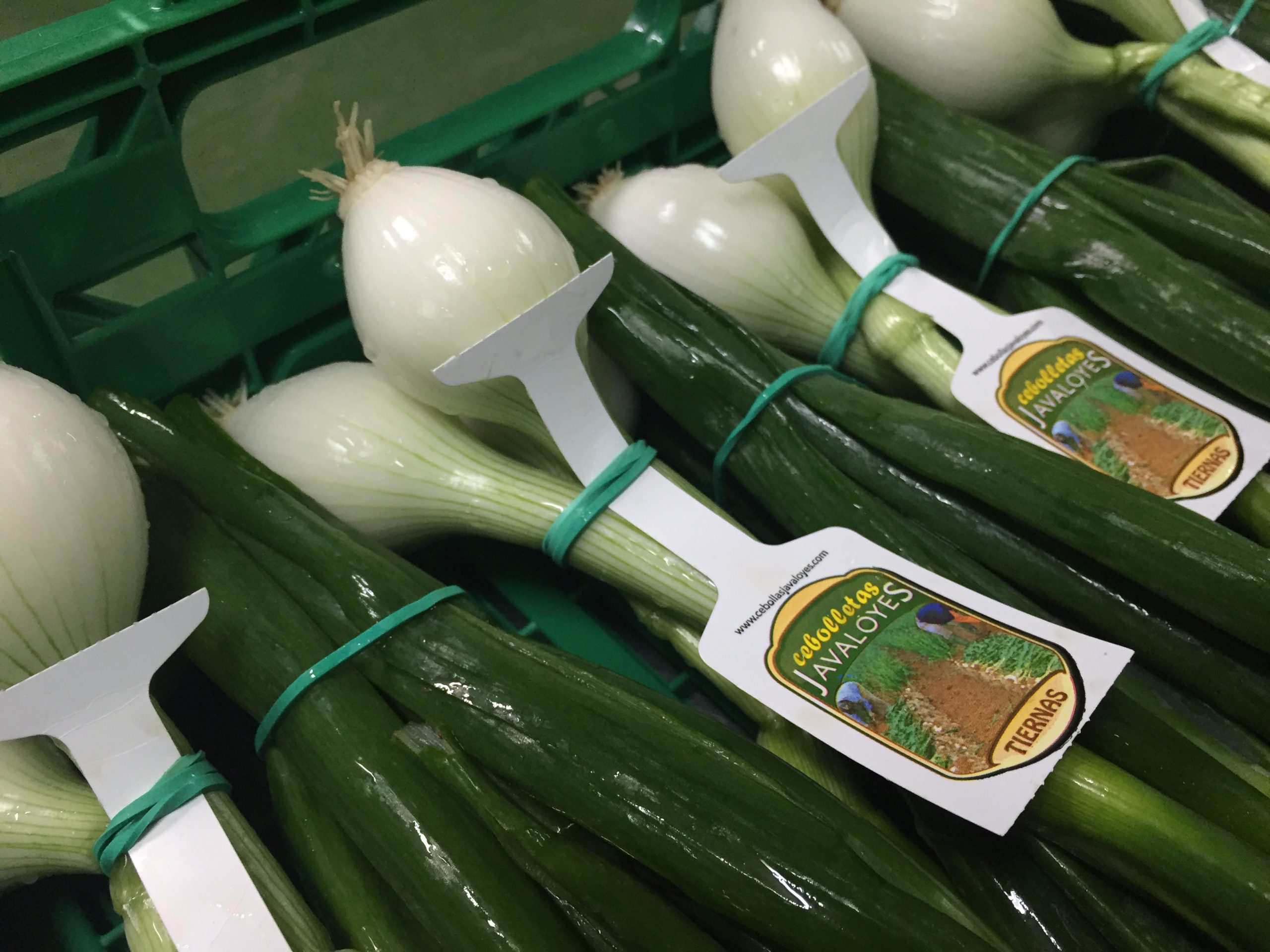cebollas